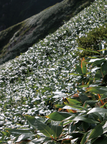 谷川岳　上越国境の山といえば笹の海原。幾重にも光り輝き、稜線には草紅葉が