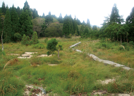 武奈ヶ岳　高層湿原の八雲ヶ原には木道が設けられている。湿生植物も多い