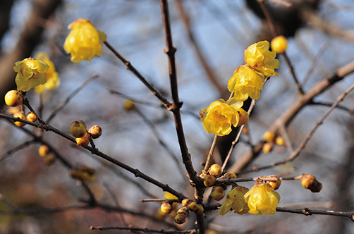 城山　 山頂広場の一角に咲くロウバイ。開花期は例年1月から2月頃