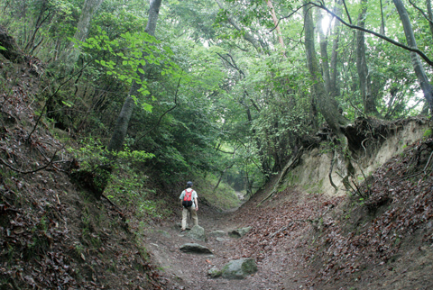 京都側の登山道のメインルート、雲母坂は樹林帯